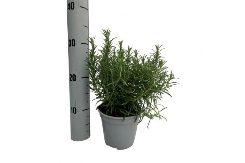 Rosmarinus mix 14cm 
