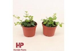 Aeschynanthus pink polka groen