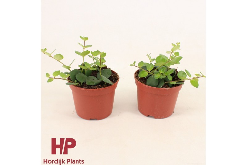 Aeschynanthus pink polka groen 
