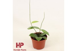Hoya Hoya fitchii P9 14 cm  cm 1 pp