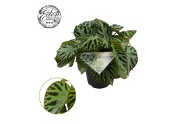 Begonia silver jewell