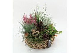 Arrangementen tuinplanten AHCR-2508 Allerheiligen 6 pp