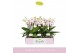 Phalaenopsis multiflora wit 3-5 tak 