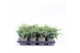 Juniperus squamata blue swede 
