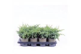 Juniperus squamata blue swede