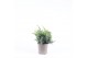 Juniperus squamata blue swede 