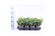 Juniperus squamata blue swede 