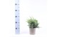 Juniperus squamata blue swede 