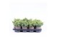 Juniperus squamata holger 