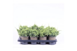 Juniperus squamata holger