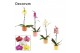 Phalaenopsis mix 1 tak, 9+ bloem - Kaya keramiek - Craft World 