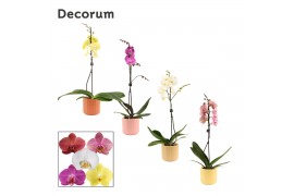 Phalaenopsis mix 1 tak, 9+ bloem - Kaya keramiek - Craft World