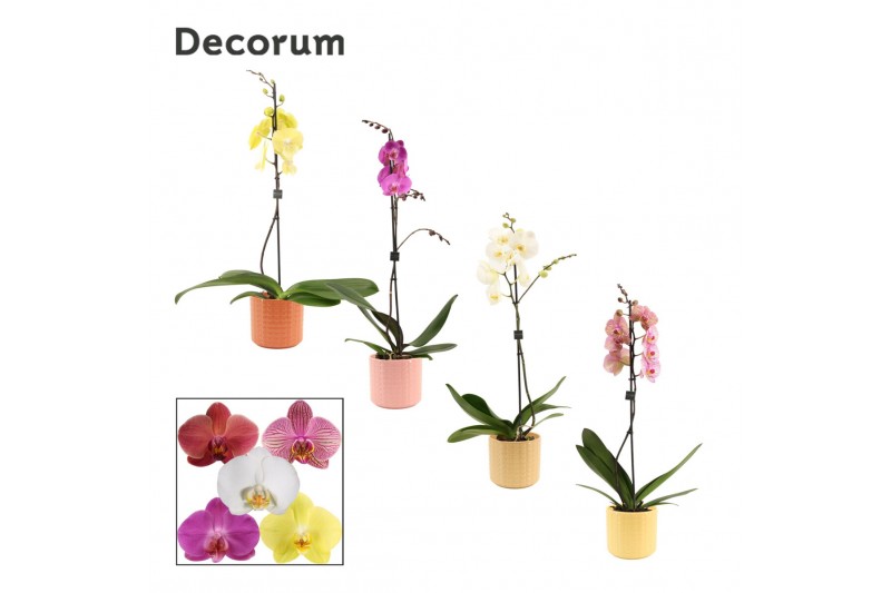 Phalaenopsis mix 1 tak, 9+ bloem - Kaya keramiek - Craft World Phalaenopsis mix 1 tak, 9+ bloem - Kaya keramiek - Craft World