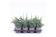 Juniperus squamata meyeri 