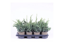 Juniperus squamata meyeri