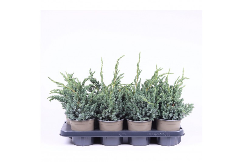 Juniperus squamata meyeri 