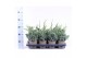 Juniperus squamata meyeri 
