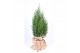 Juniperus chinensis stricta in jute zak 