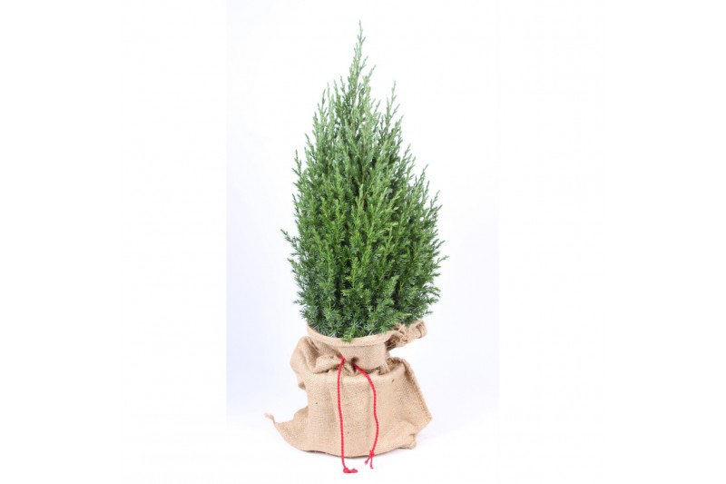 Juniperus chinensis stricta in jute zak 