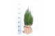 Juniperus chinensis stricta in jute zak 