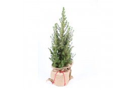 Picea glauca conica in jute zak