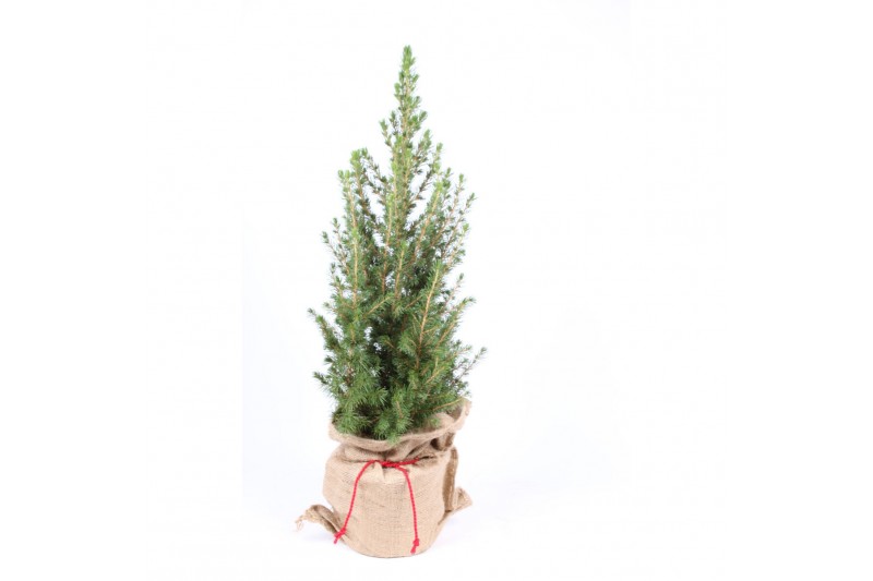 Picea glauca conica in jute zak 
