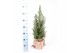 Picea glauca conica in jute zak 