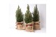Picea glauca conica in jute zak 