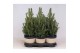 Picea glauca conica in mand jelle blauw 