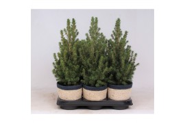 Picea glauca conica in mand jelle blauw