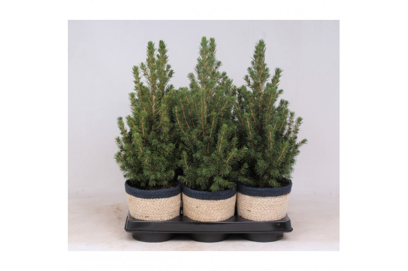 Picea glauca conica in mand jelle blauw 