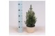 Picea glauca conica in mand jelle blauw 