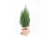 Picea glauca conica in jute zak 