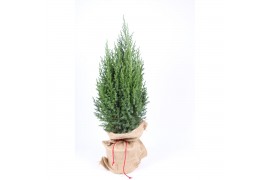 Picea glauca conica in jute zak