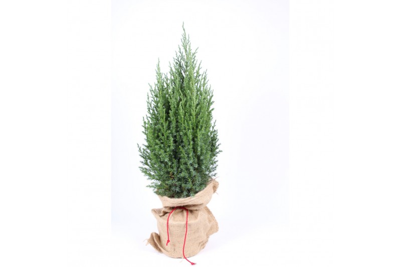 Picea glauca conica in jute zak 
