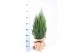 Picea glauca conica in jute zak 