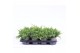 Juniperus procumbens nana 