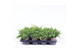 Juniperus procumbens nana