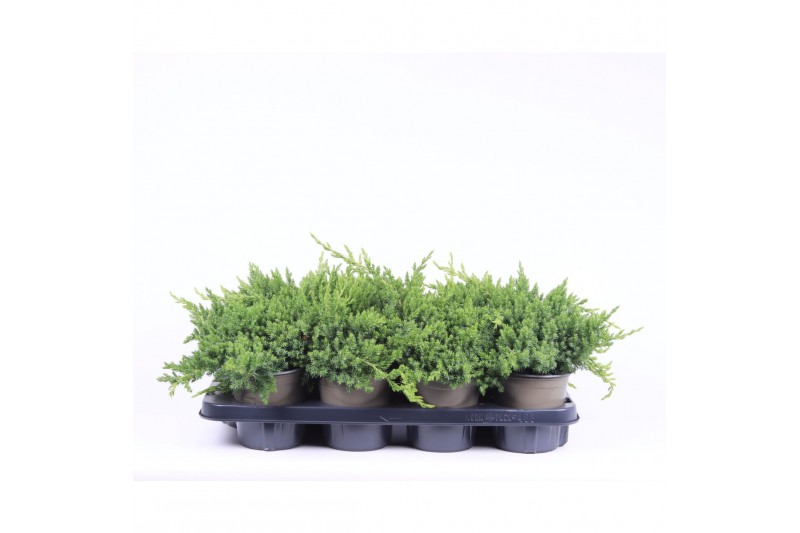 Juniperus procumbens nana 
