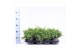 Juniperus procumbens nana 