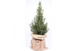Picea glauca conica in jute zak