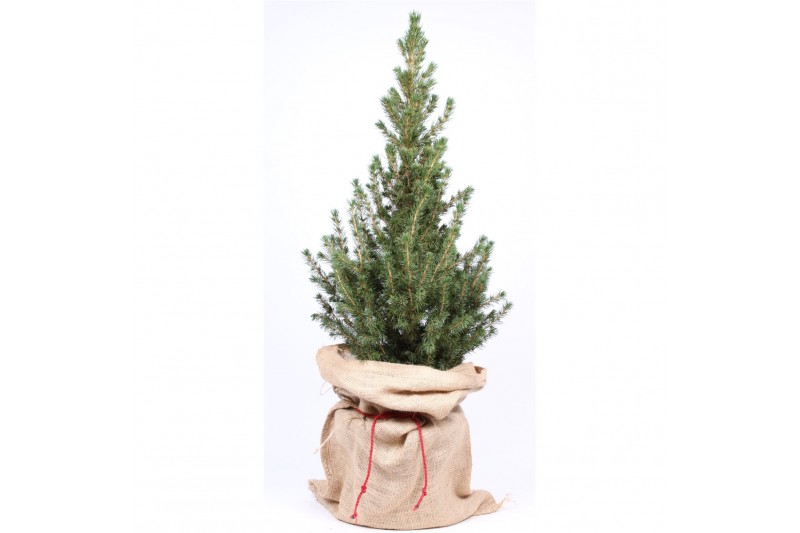 Picea glauca conica in jute zak 