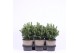 Picea glauca alberta globe 