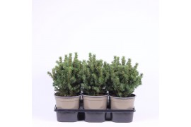 Picea glauca alberta globe