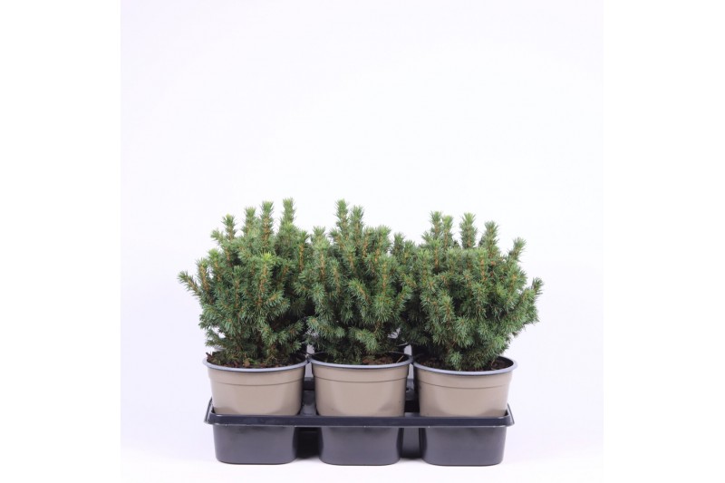 Picea glauca alberta globe 