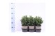 Picea glauca alberta globe 