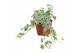 Hedera helix white ripple 9pp - 15-20cm Rank 