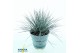 Festuca glauca compacta blue 