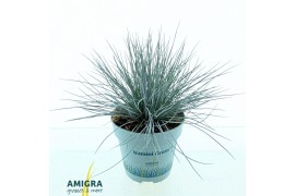 Festuca glauca compacta blue