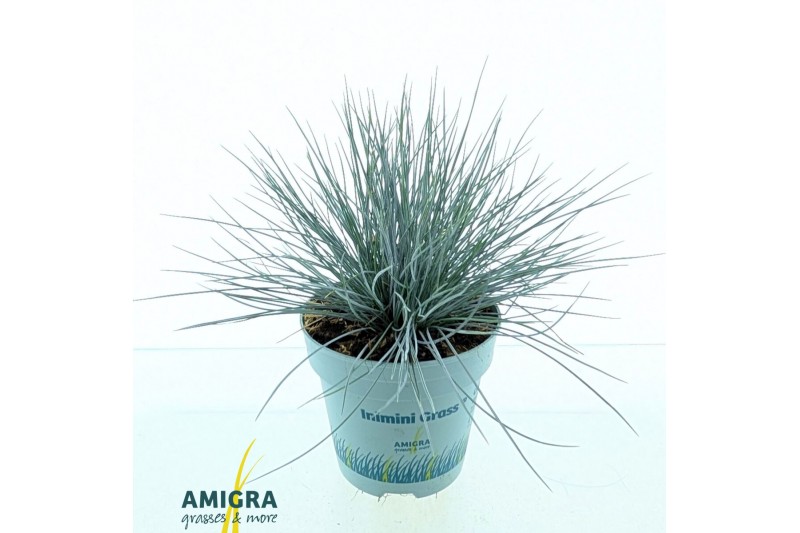 Festuca glauca compacta blue 